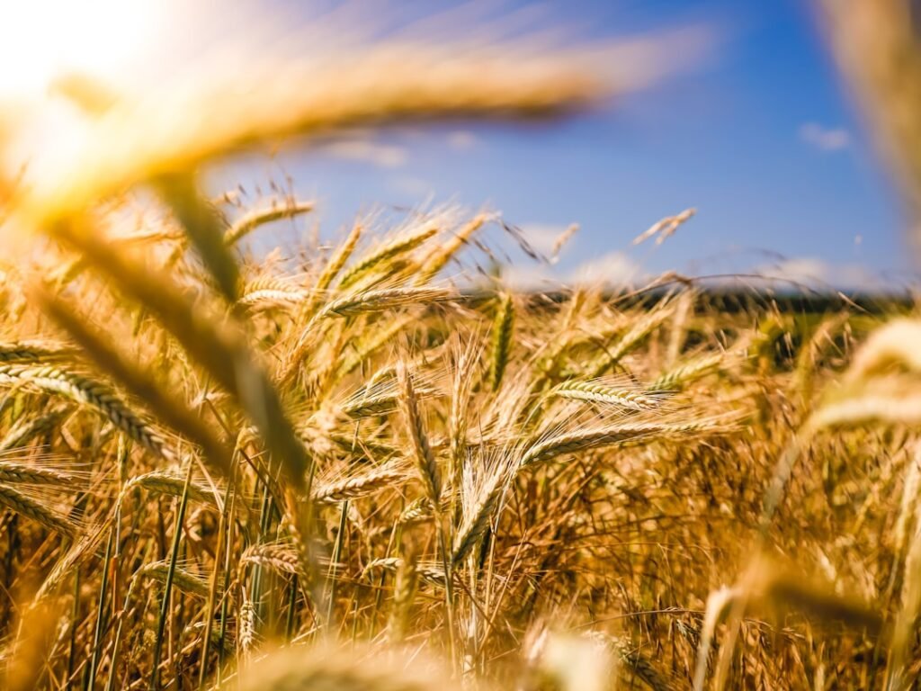 Grain field representing agricultural sourcing and food supply