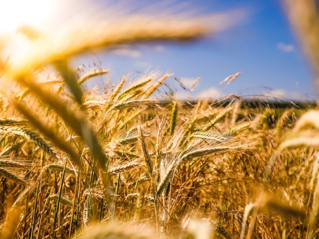 Grain field representing agricultural sourcing and food supply
