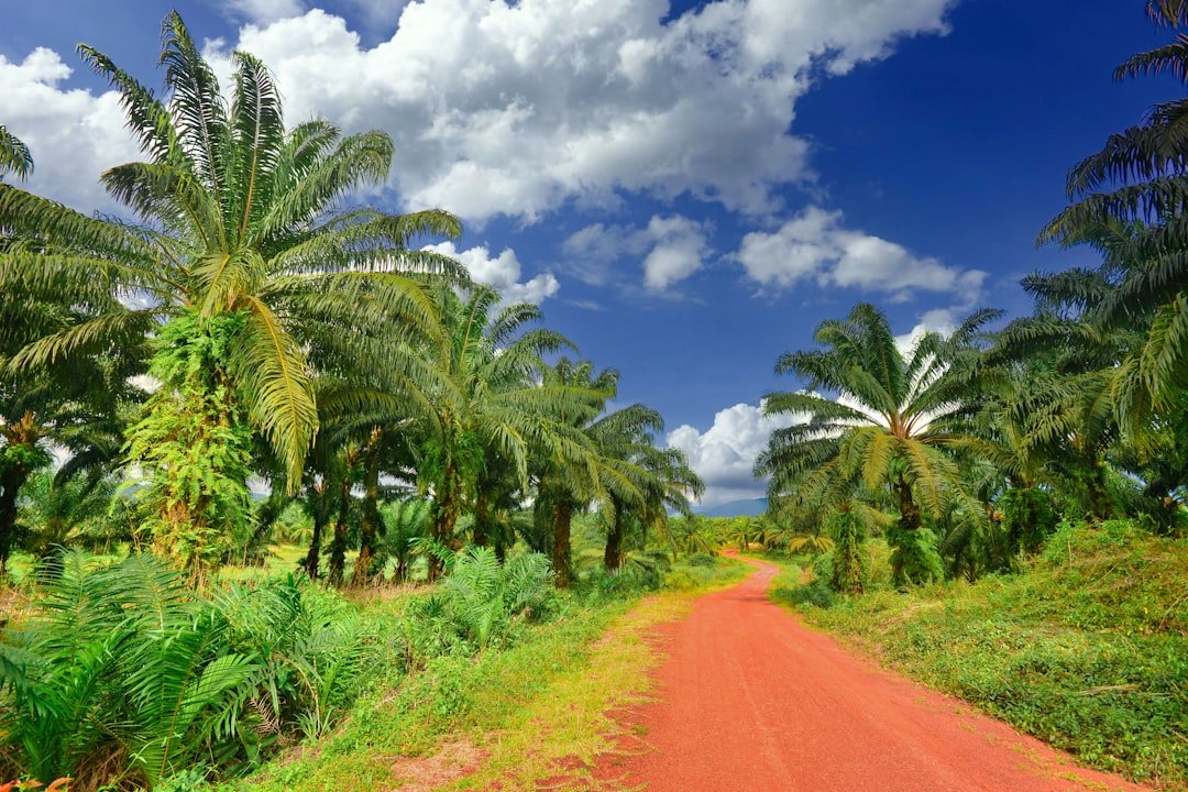 Palm plantation representing Nigerian palm oil sourcing for food and industrial buyers